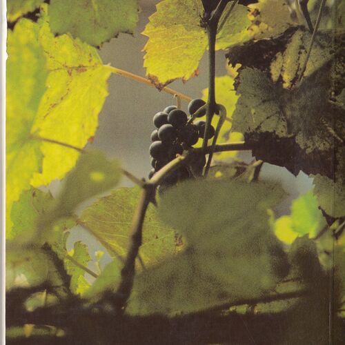 200 Jahre Pfarre Brunnkirchen